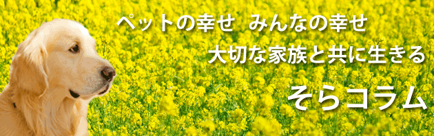 そらコラム